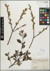 Foto von Salix myrsinifolia Salisb.